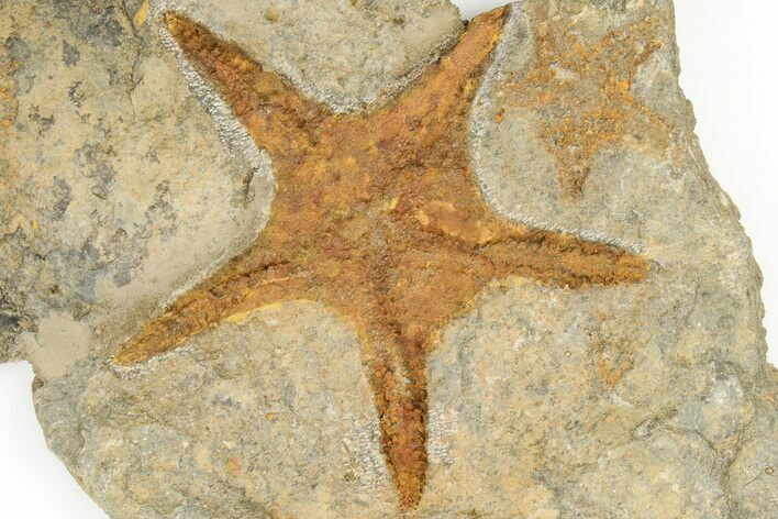 Two Ordovician Starfish (Petraster?) Fossils - Morocco #193751